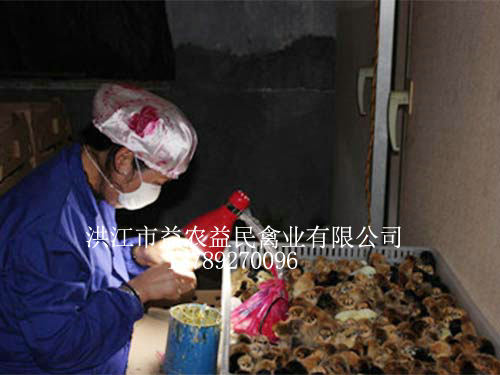 孵化人員正在為剛出殼的雞苗進(jìn)行公母鑒別，為養(yǎng)殖戶(hù)提供優(yōu)質(zhì)的雞苗